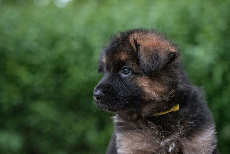 Best Chew Toys for German Shepherd Puppies